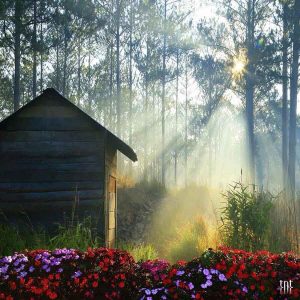 Khám phá vẻ đẹp huyền bí của Đà Lạt mùa sương mù